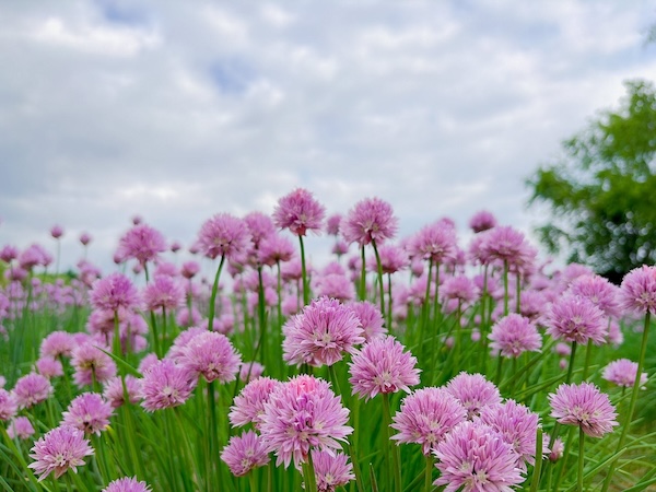 富良野エリア
